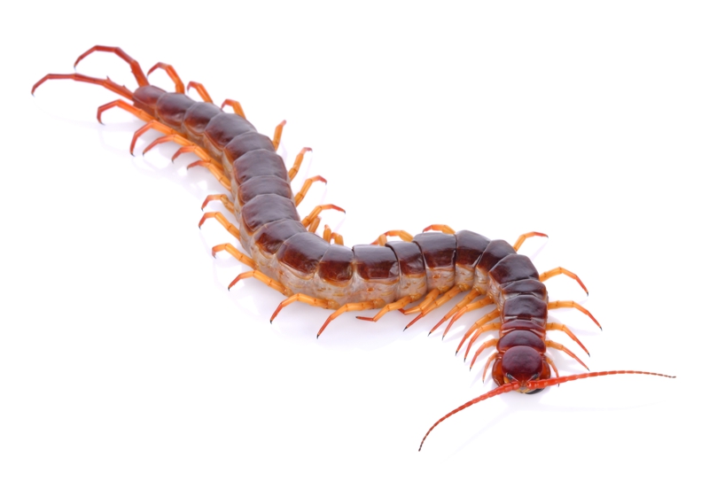 Cripling Insect Effective Crawling Pest Control in Queens & Long Island