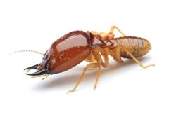 termite