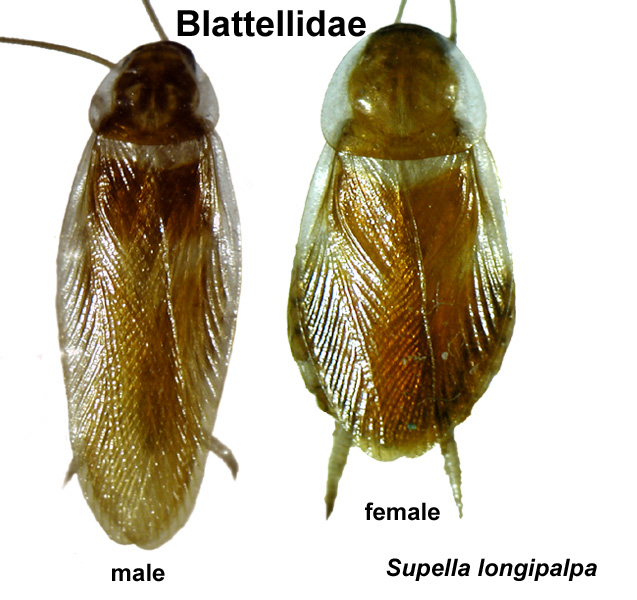 Brown-Banded Cockroach Control in Queens & Long Island