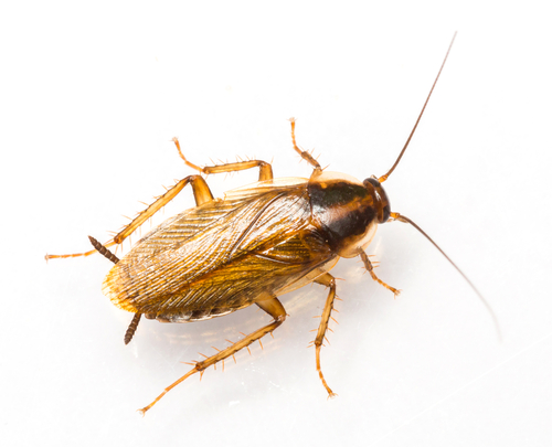 germancockroach