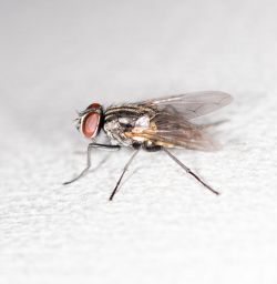 shutterstock 229201507