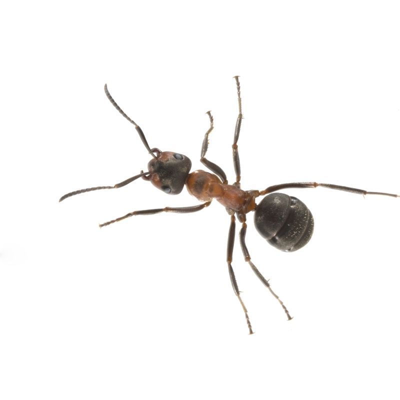 Entomology