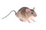 Rodents