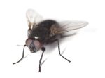 Fly