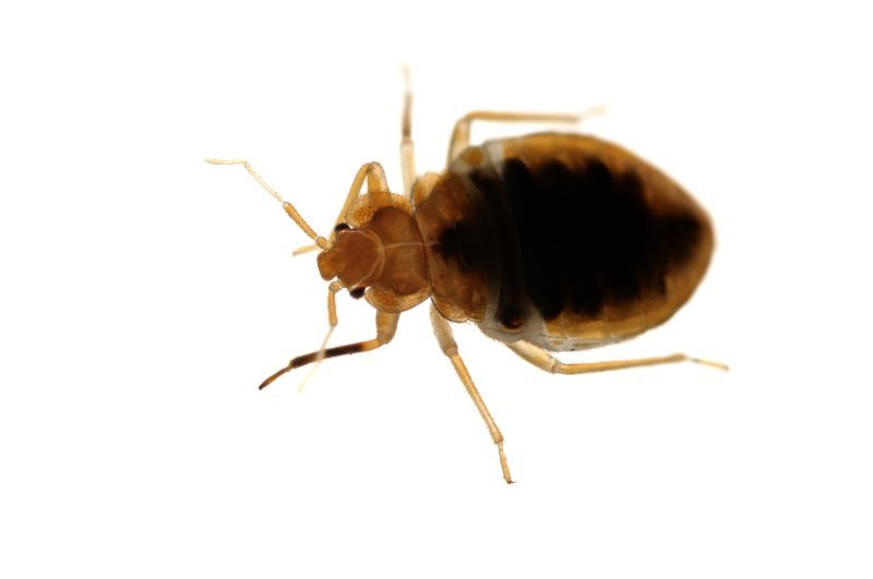 Entomology