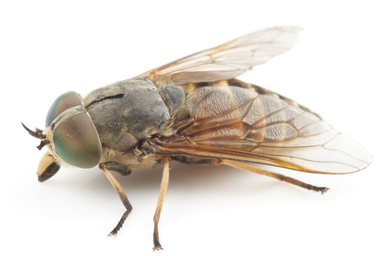 Entomology